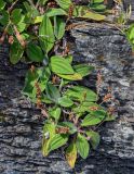 Plantago camtschatica