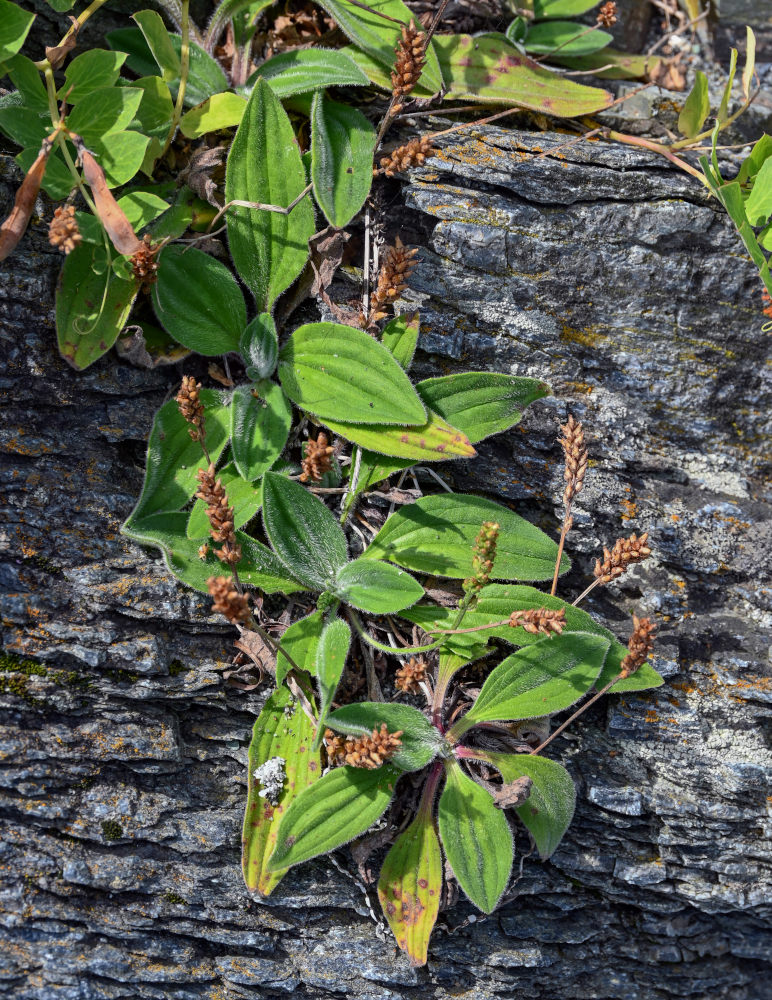 Image of Plantago camtschatica specimen.