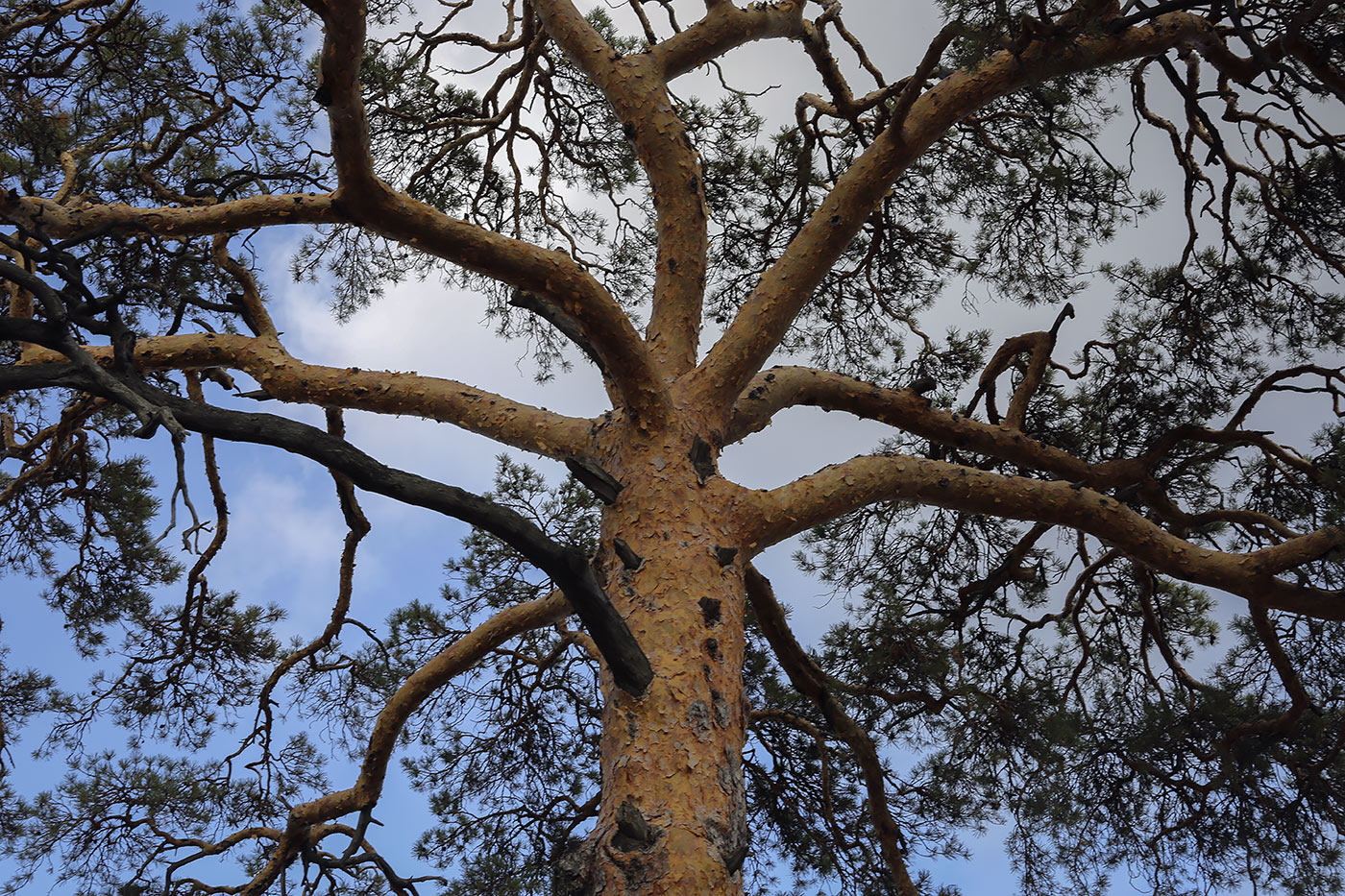 Изображение особи Pinus sylvestris.