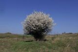 Prunus stepposa. Цветущее растение. Луганская народная республика, г. Луганск, пос. Вергунский Разъезд, степь. 10.04.2024.