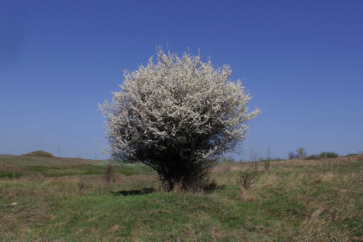 Изображение особи Prunus stepposa.