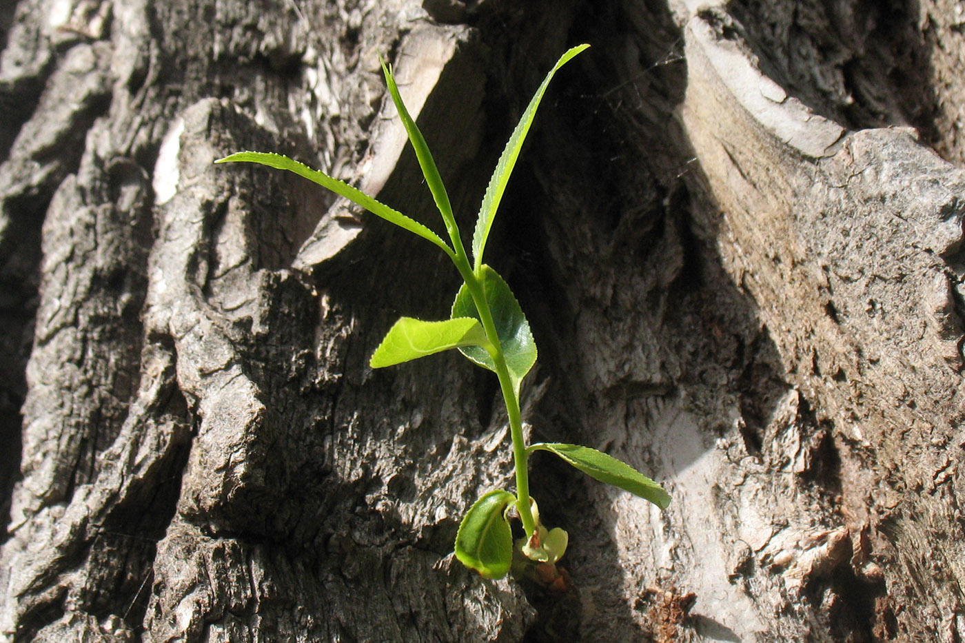 Image of Salix euxina specimen.