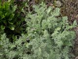 genus Artemisia