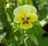 Viola wittrockiana