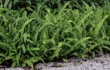 Nephrolepis cordifolia