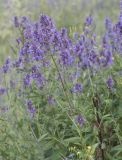 Nepeta grandiflora