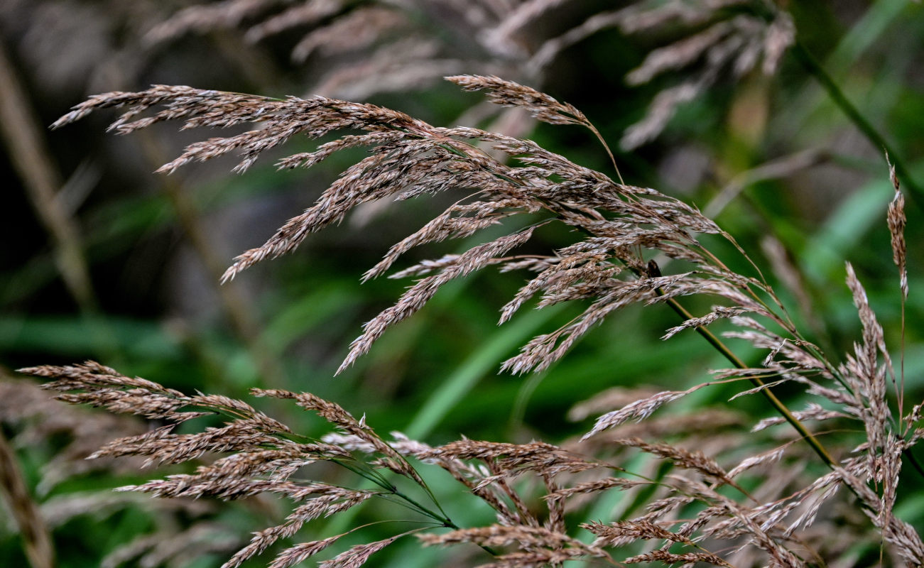Изображение особи семейство Poaceae.