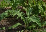 Cynara scolymus. Молодое растение. Московская обл., Раменский р-н, окр. дер. Хрипань, садовый участок. 24.06.23024.