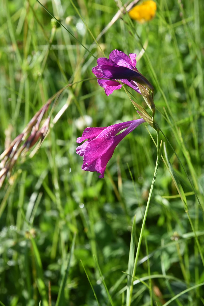 Изображение особи Gladiolus tenuis.