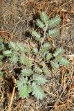 Tribulus terrestris