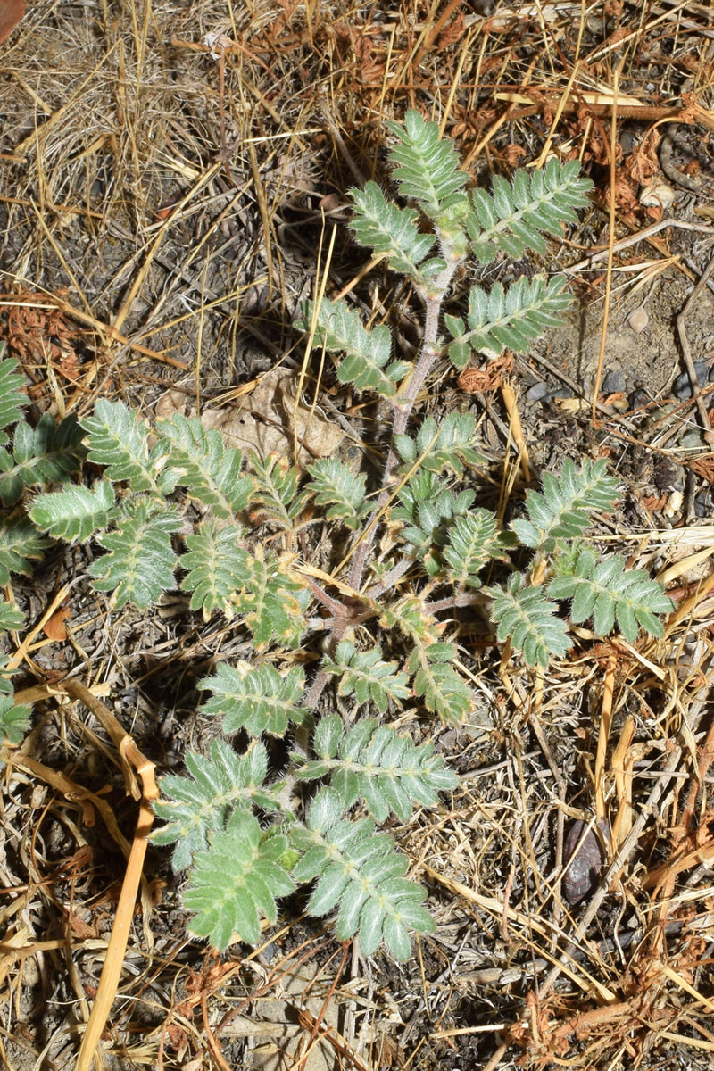 Image of Tribulus terrestris specimen.