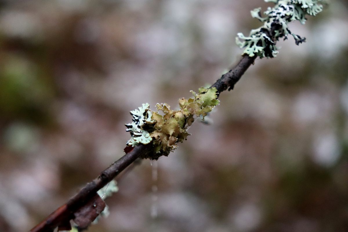 Image of Tuckermanopsis chlorophylla specimen.