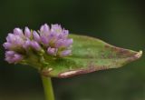 Cephalophilon nepalense