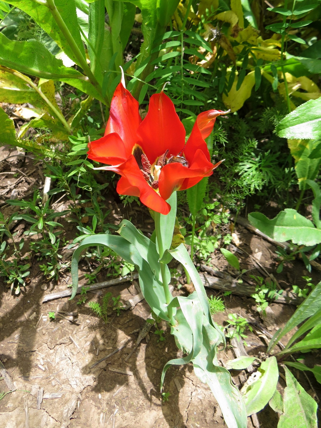 Изображение особи Tulipa subquinquefolia.