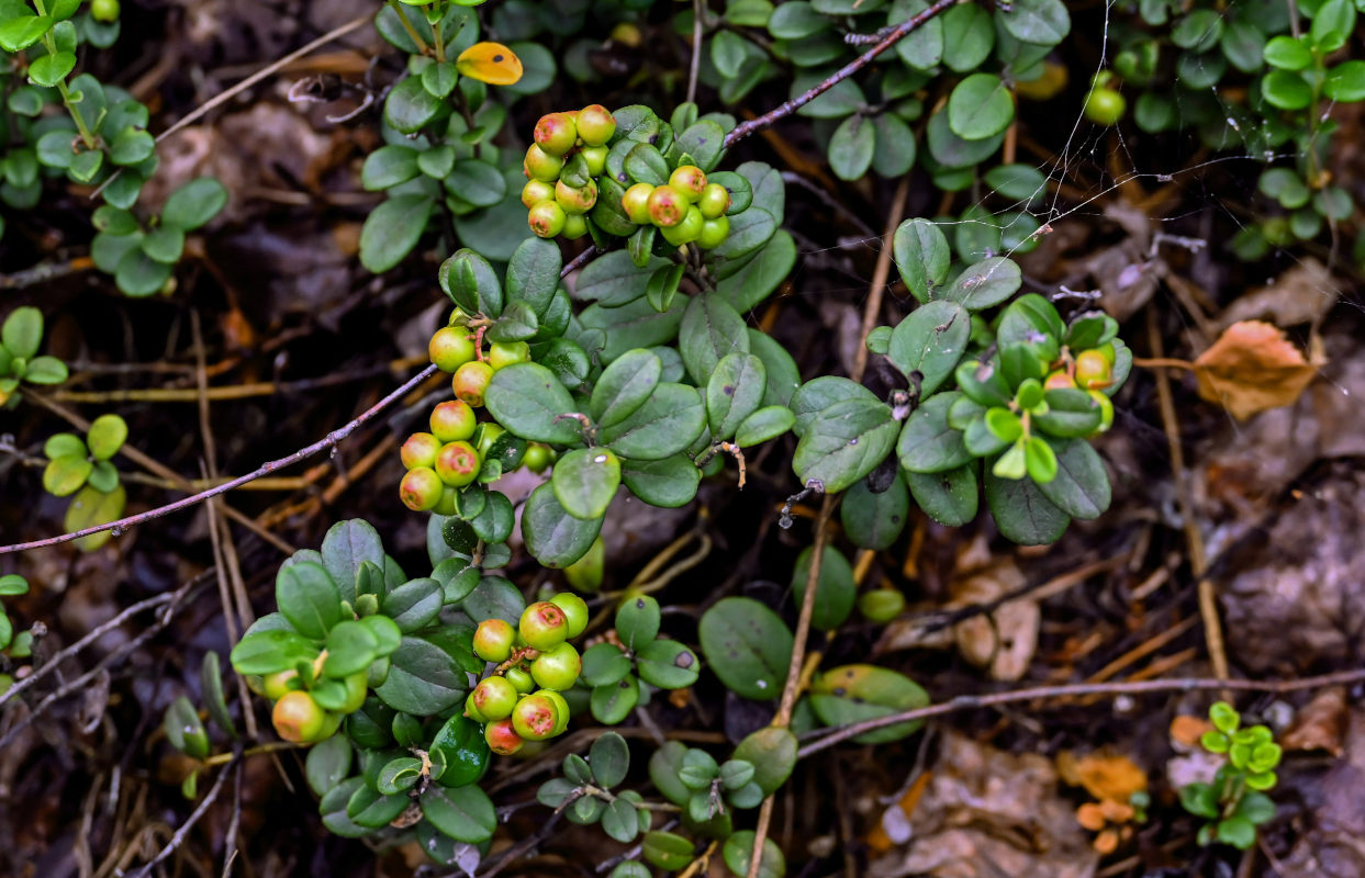 Изображение особи Vaccinium vitis-idaea.