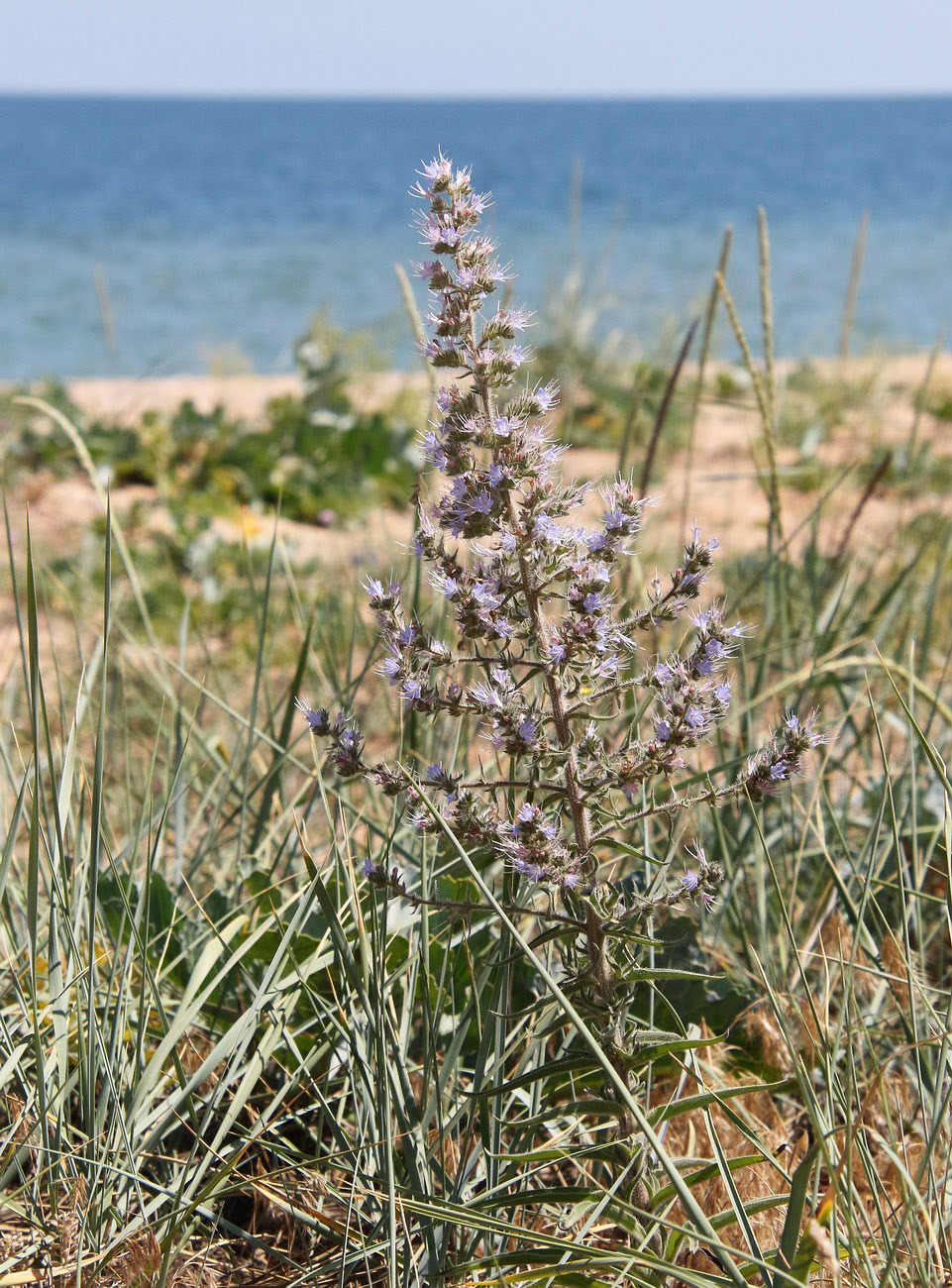 Image of Echium biebersteinii specimen.
