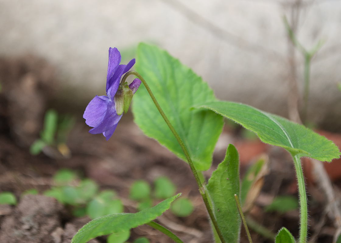 Image of Viola collina specimen.