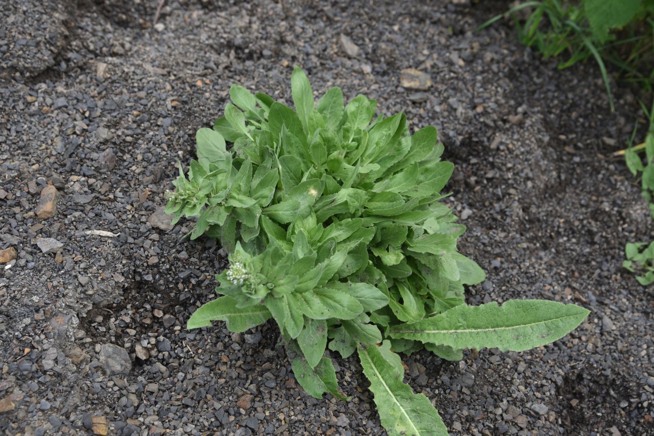 Image of Cardaria draba specimen.
