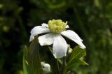 Clematis hexapetala