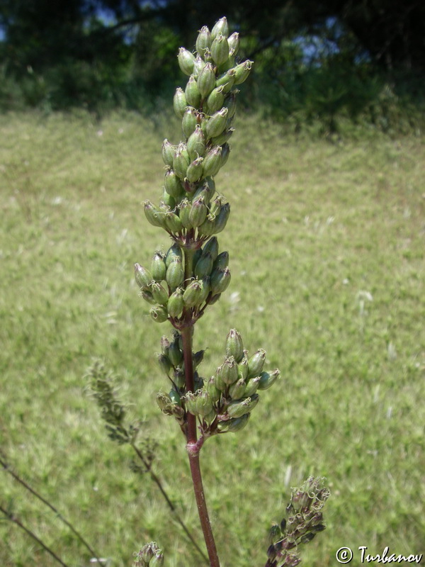 Image of Silene densiflora specimen.