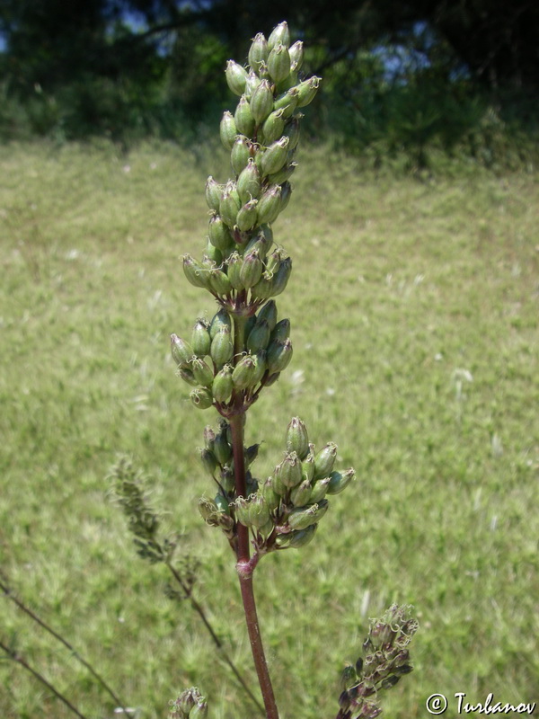 Изображение особи Silene densiflora.