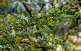 Buxus colchica. Верхушка ветви. Краснодарский край, Сочи, Хостинский р-н, парк \"Дендрарий\", в культуре. 13.03.2025.