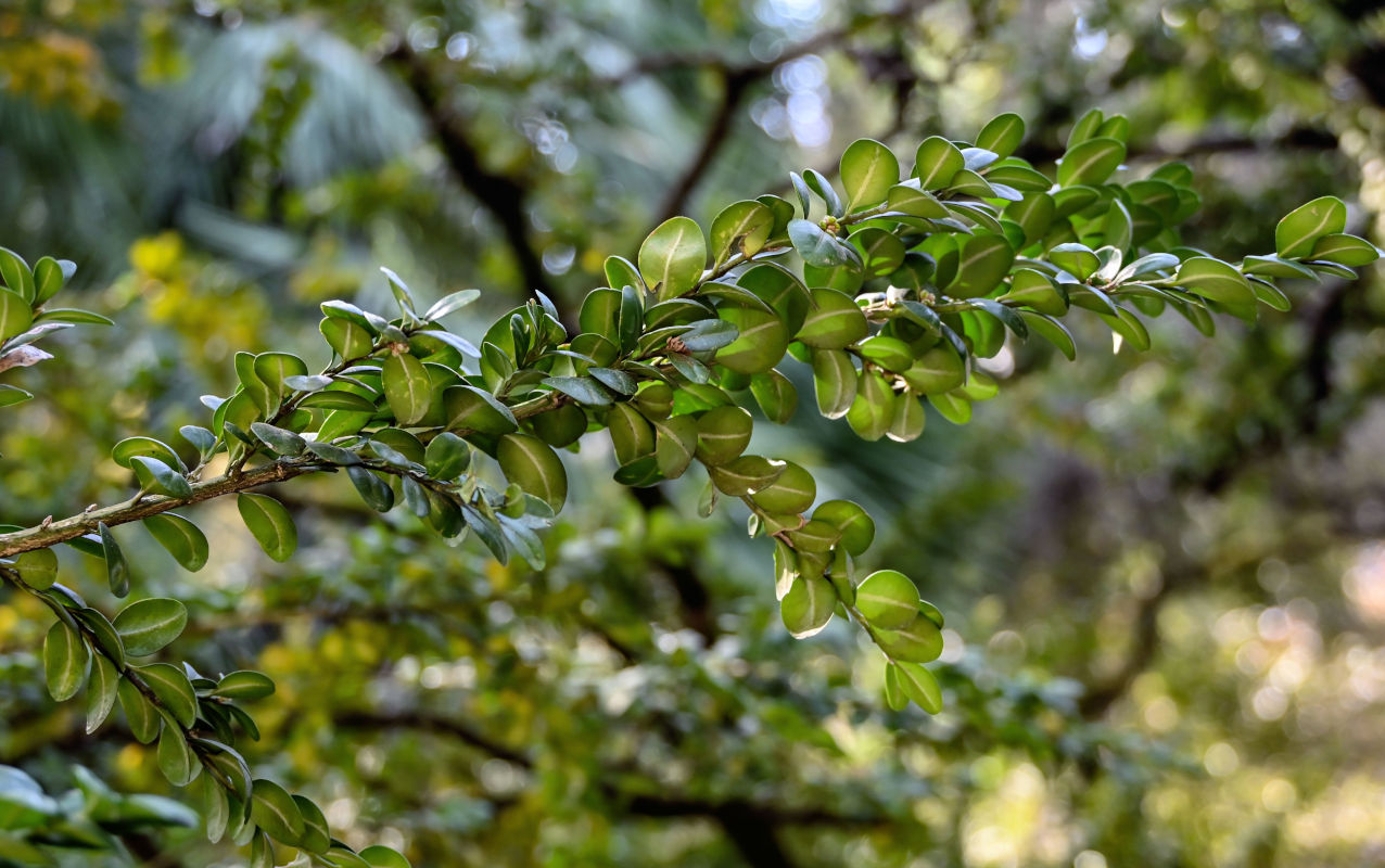 Image of Buxus colchica specimen.