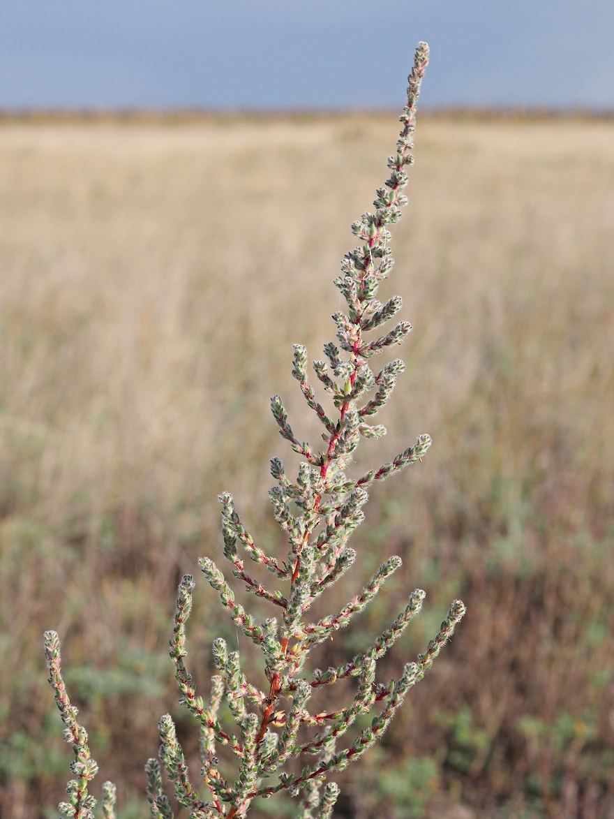 Image of Sedobassia sedoides specimen.