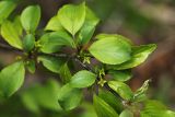 Rhamnus ussuriensis