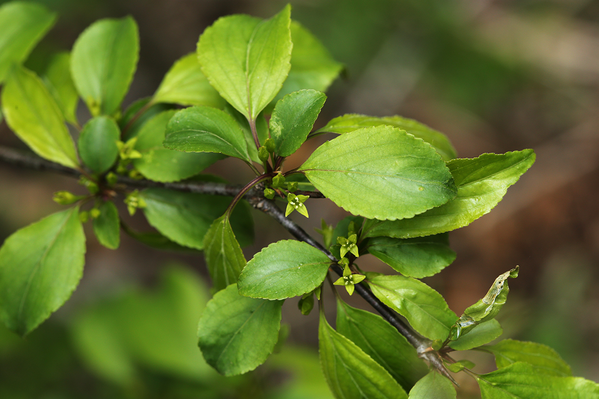 Image of Rhamnus ussuriensis specimen.