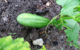 Cucumis sativus