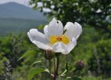 Paeonia lactiflora. Цветок и бутоны. Приморский край, Уссурийский ГО, окр. с. Монакино, разнотравный луг на вершине сопки. 31.05.2025.