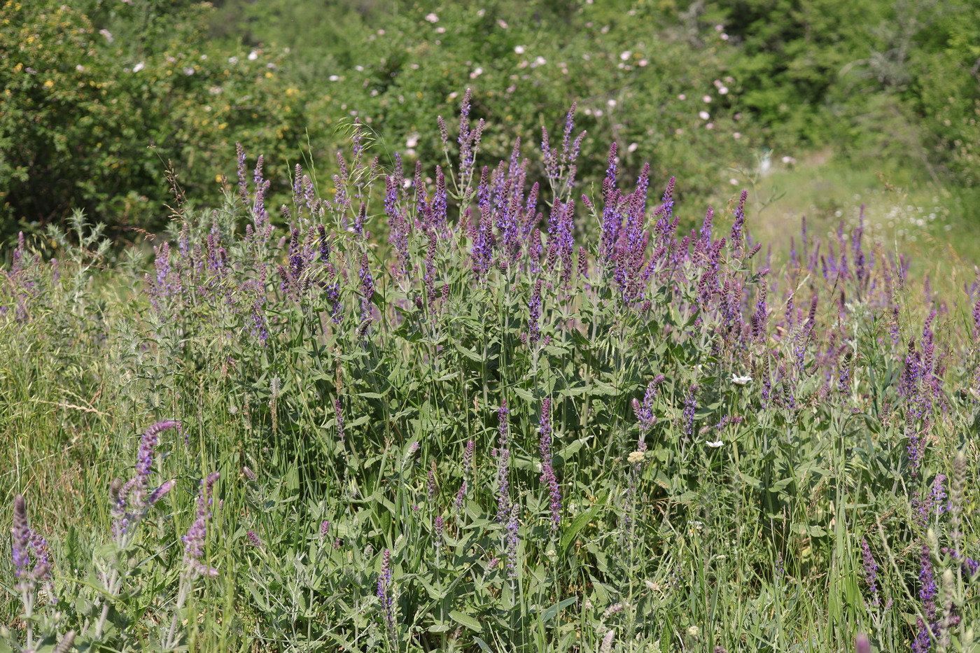 Image of Salvia tesquicola specimen.