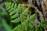 Dryopteris chinensis. Верхушка вайи с сорусами (вид на абаксиальную поверхность). Китай, пров. Аньхой, национальный парк \"Хуаншань\", смешанный лес, на скале. 30.05.2025.