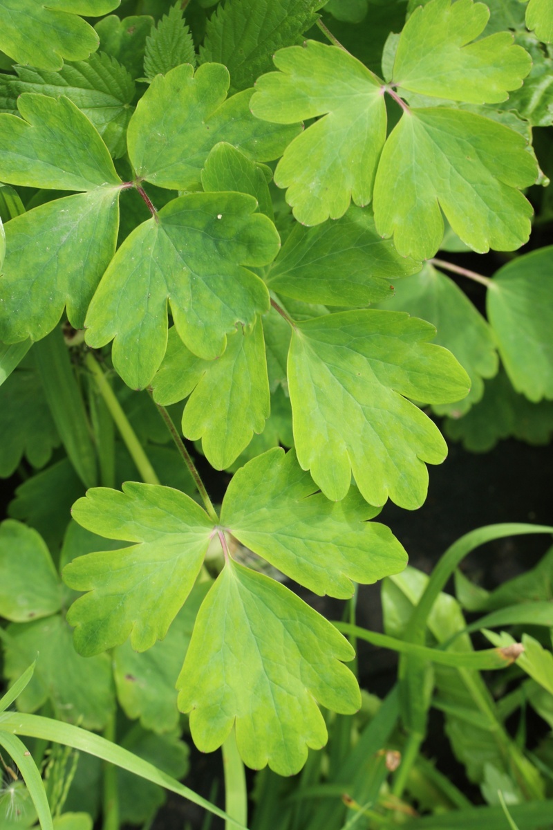 Изображение особи Aquilegia vulgaris.