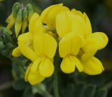 Coronilla подвид glauca