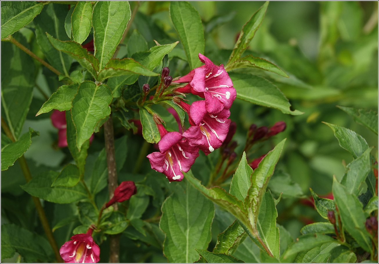 Image of Weigela hybrida specimen.