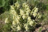 genus Onosma. Цветущие растения. Турция, ил Ван, р-н Битлис, восточный склон горы Немрут, сырт Магара, горная степь. 21 мая 2025 г.