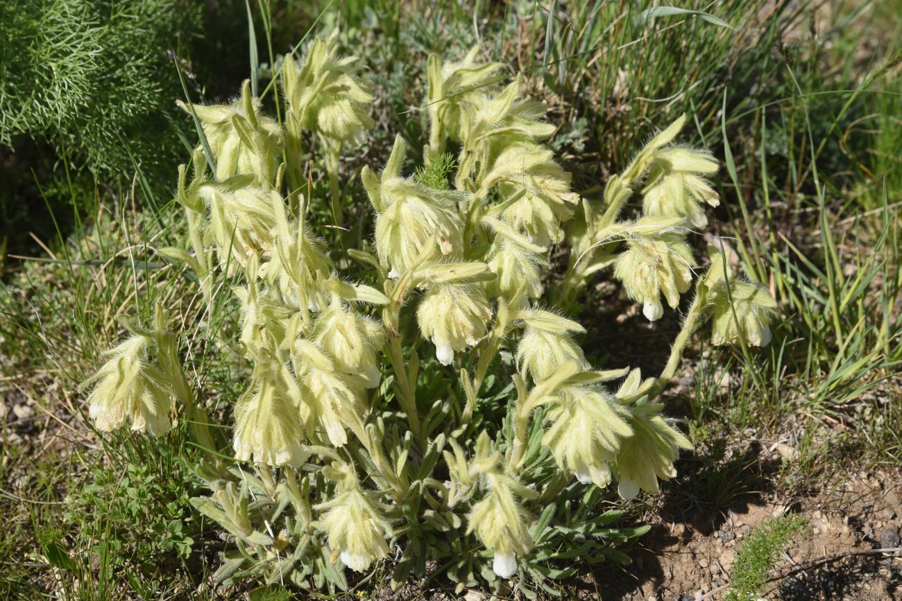Image of genus Onosma specimen.