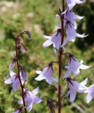 Campanula sarmatica