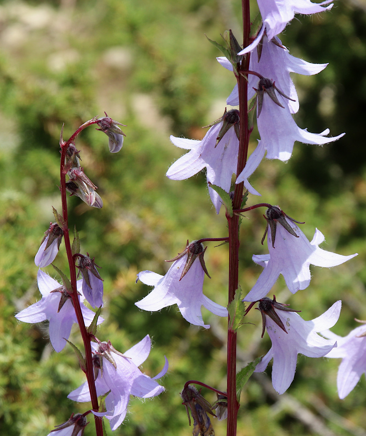 Изображение особи Campanula sarmatica.