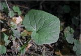 Mycelis muralis