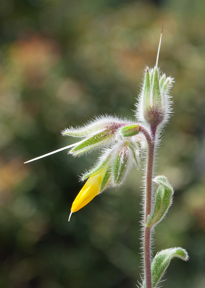 Изображение особи Onosma frutescens.
