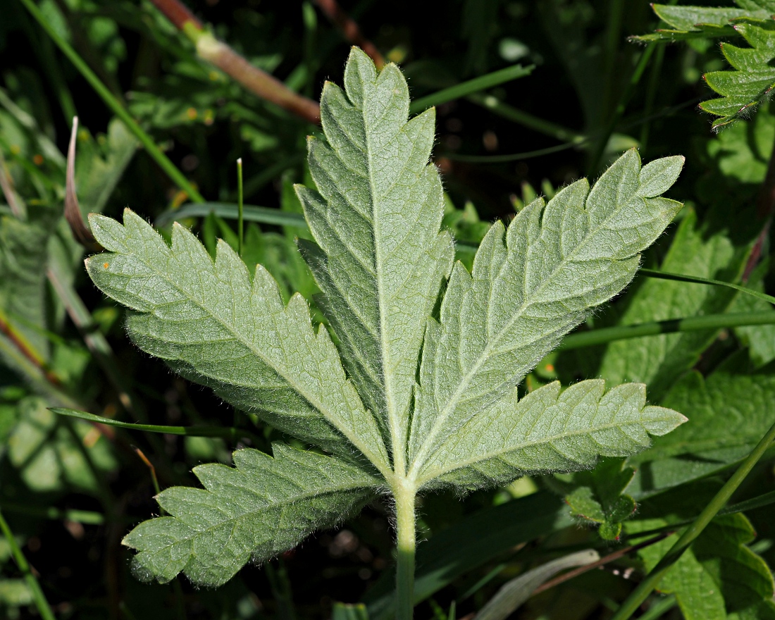 Изображение особи Potentilla recta.