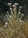Cirsium vulgare. Верхушка отцветающего и плодоносящего растения. Республика Молдова, муниципалитет Кишинёв, г. Кодру, край заброшенного яблоневого сада. 12 августа 2025 г.