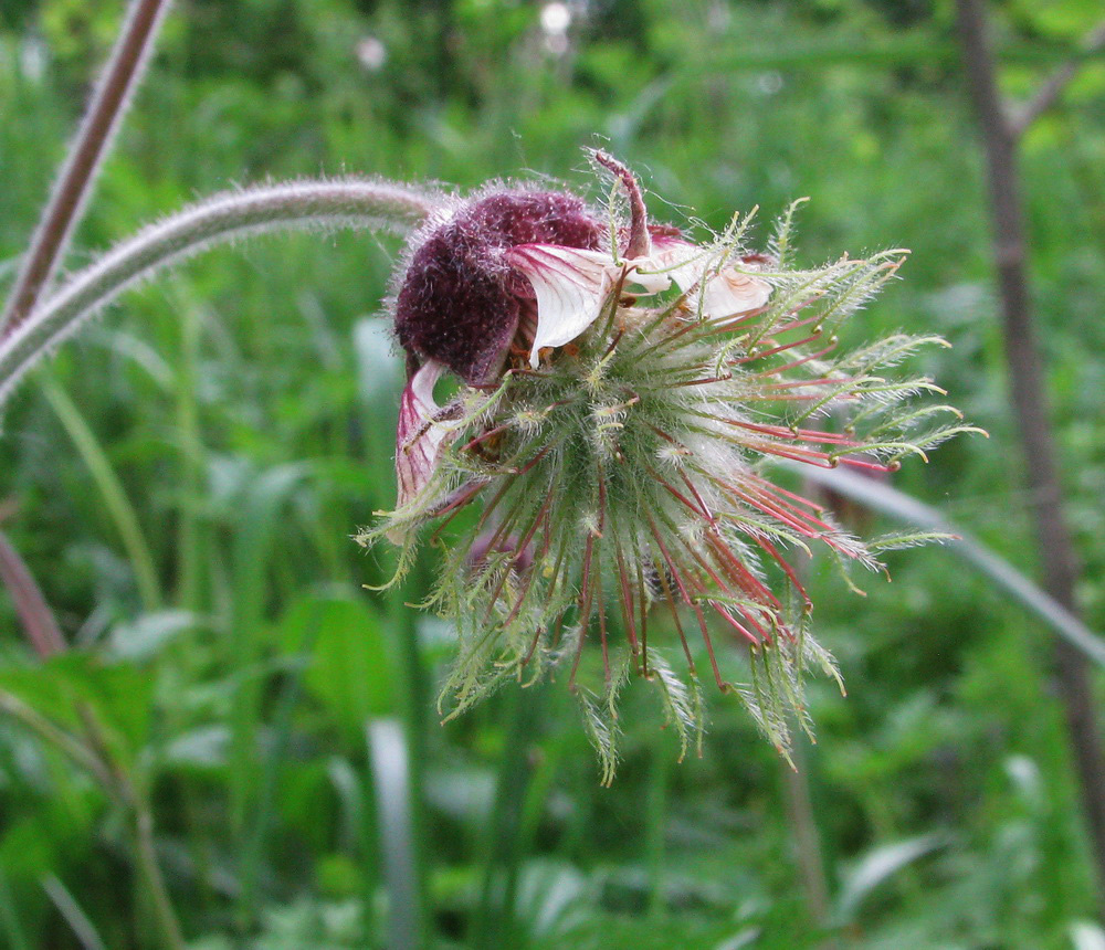 Изображение особи Geum rivale.