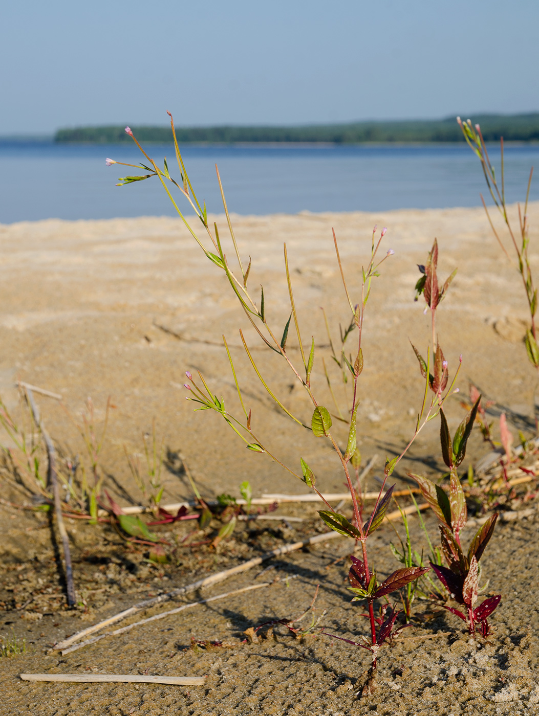 Изображение особи Epilobium adenocaulon.