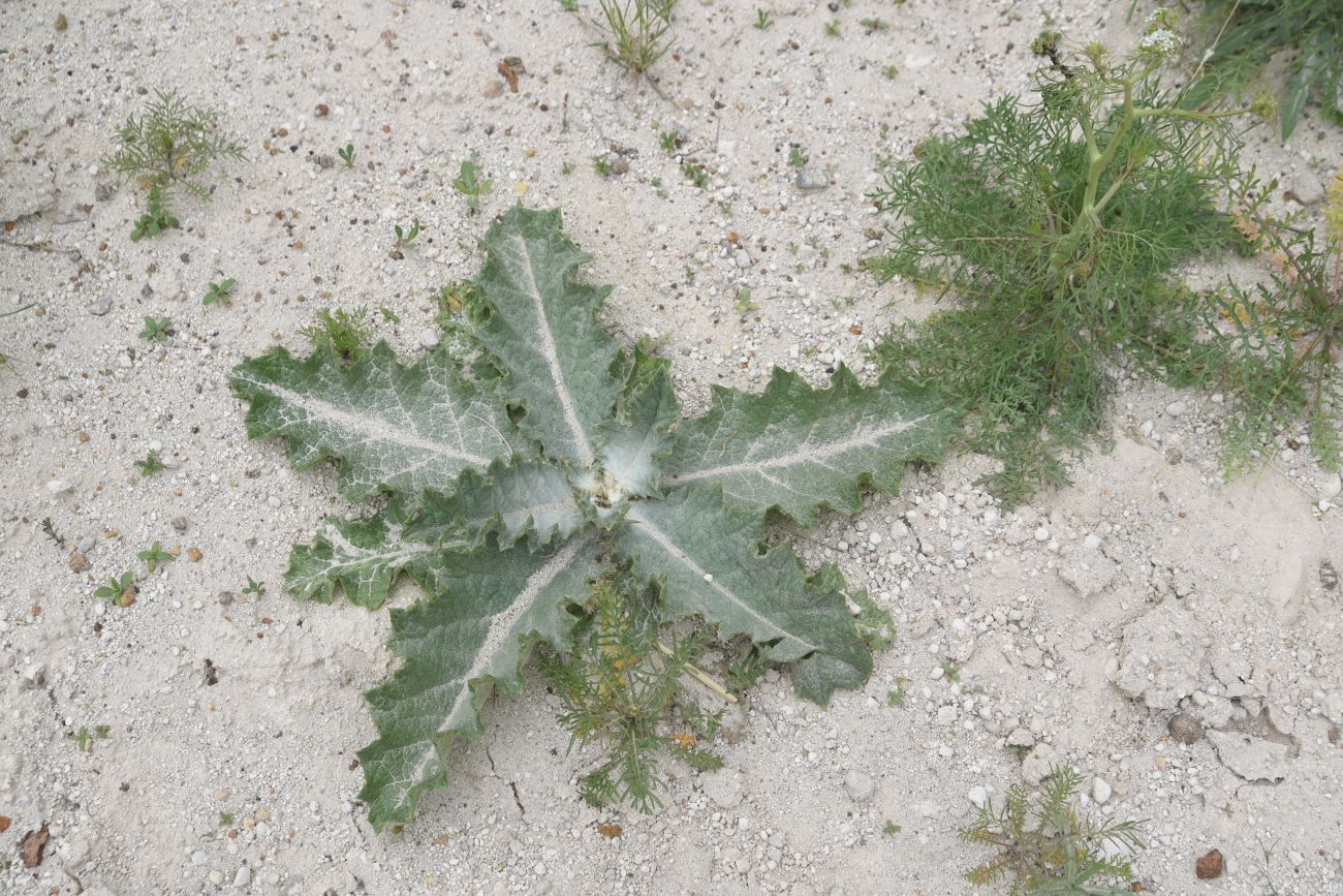 Image of Unknown species specimen.