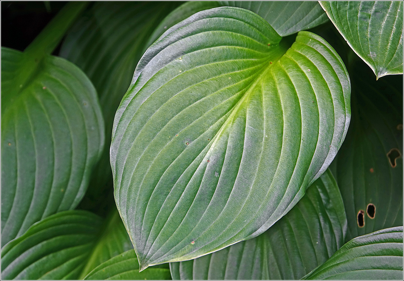 Image of Hosta albomarginata specimen.