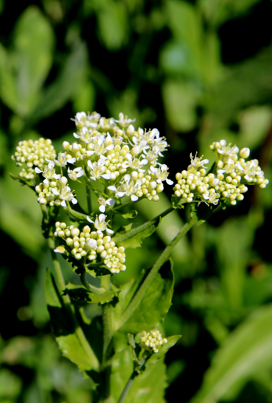 Изображение особи Cardaria draba.